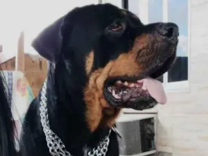 Cachorro raça Rotweilller idade 4 anos nome Jade 