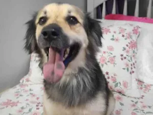 Cachorro raça Srd idade 1 ano nome Toby
