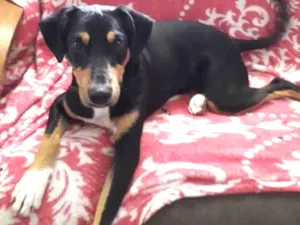 Cachorro raça SRD idade 7 a 11 meses nome Bob