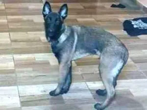 Cachorro raça Pastor Belga-Malinois idade 2 a 6 meses nome Eros