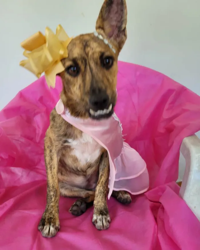 Cachorro ra a Srd idade 7 a 11 meses nome Mônica e ross