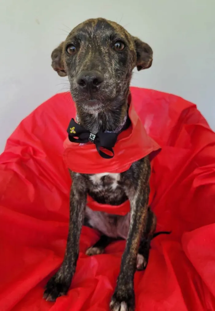 Cachorro ra a Srd idade 7 a 11 meses nome Mônica e ross
