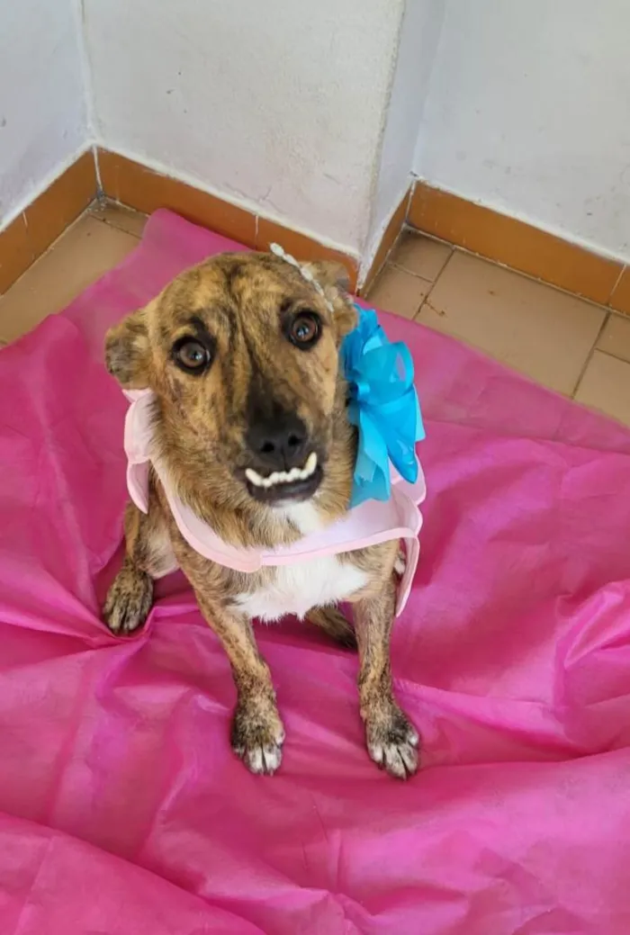 Cachorro ra a Srd idade 7 a 11 meses nome Mônica e ross