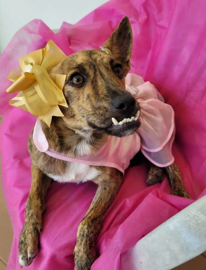 Cachorro ra a Srd idade 7 a 11 meses nome Mônica e ross