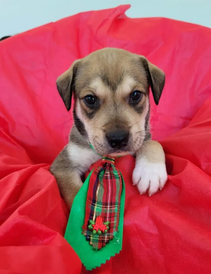 Cachorro ra a Srd idade Abaixo de 2 meses nome Filhotes 30 dias