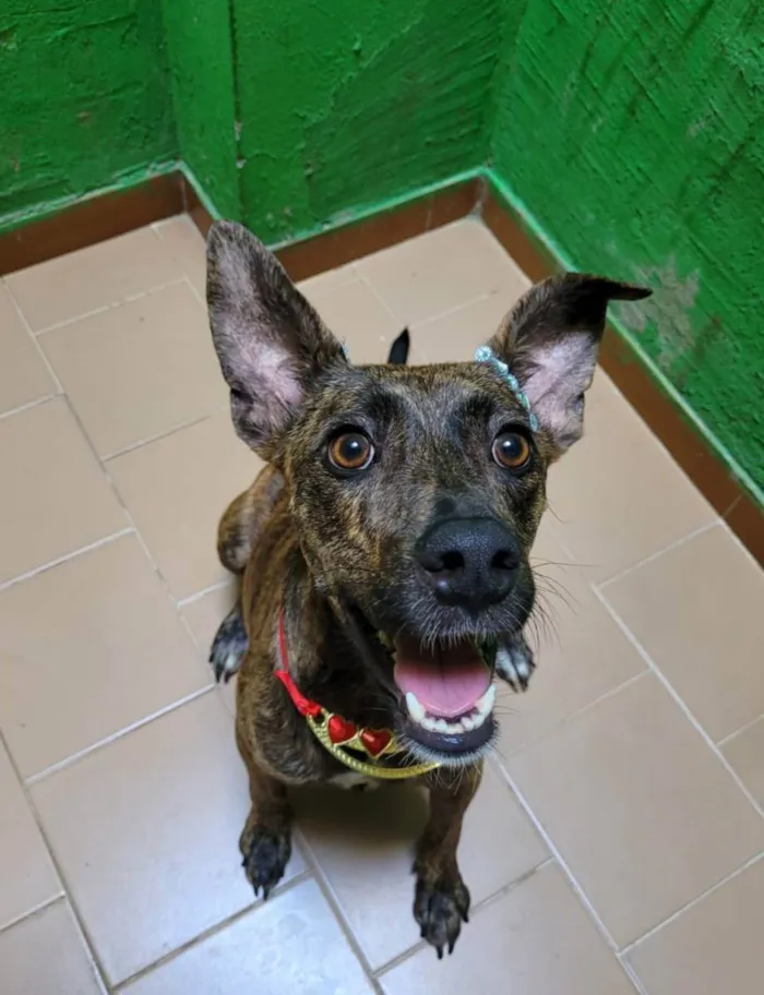 Cachorro ra a Srd  idade 2 anos nome Rachel
