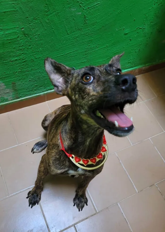 Cachorro ra a Srd  idade 2 anos nome Rachel