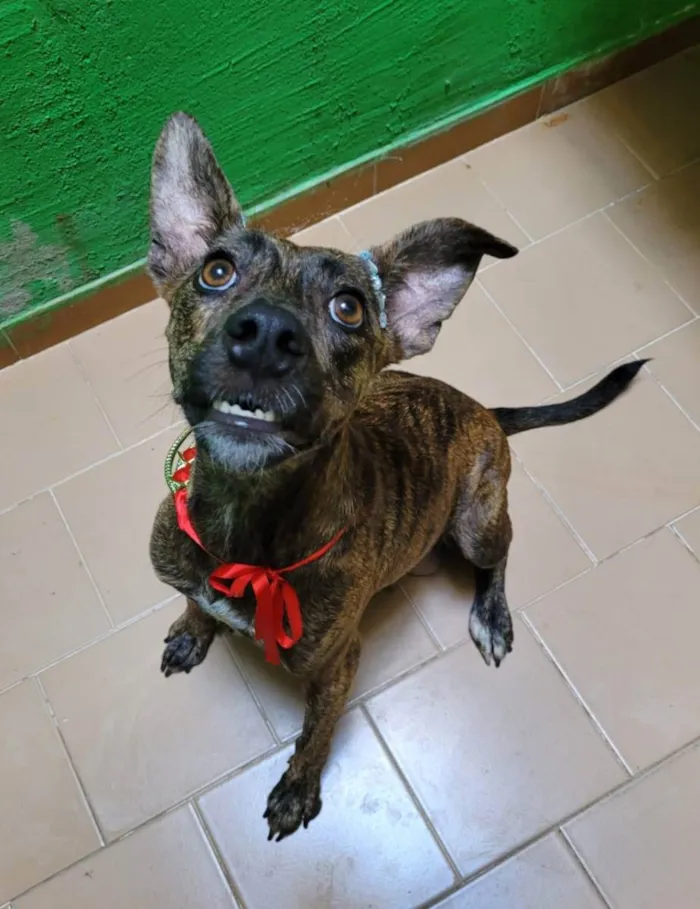 Cachorro ra a Srd  idade 2 anos nome Rachel