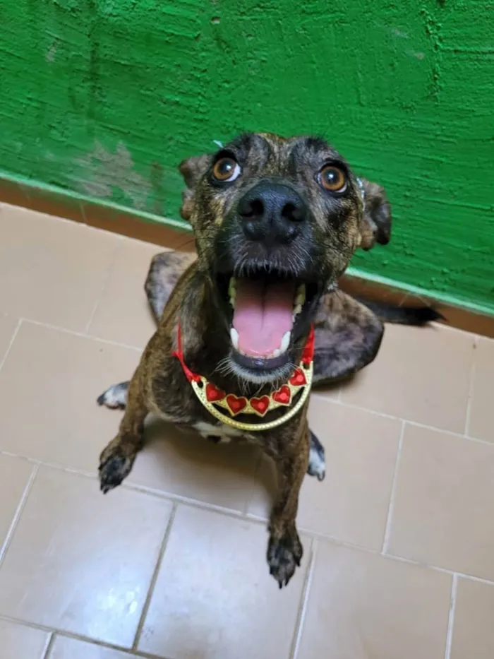 Cachorro ra a Srd  idade 2 anos nome Rachel