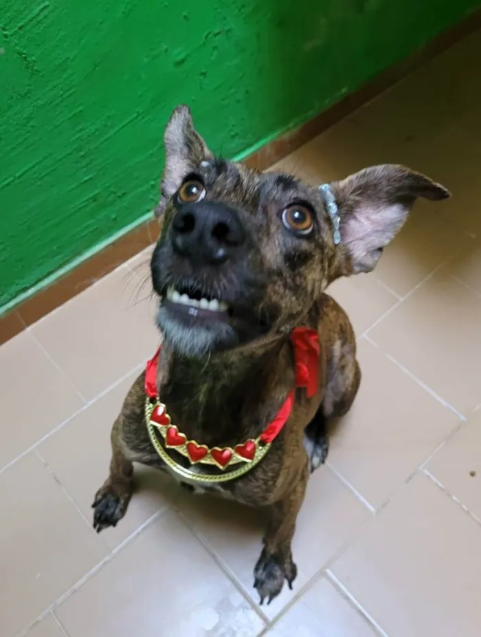Cachorro ra a Srd  idade 2 anos nome Rachel