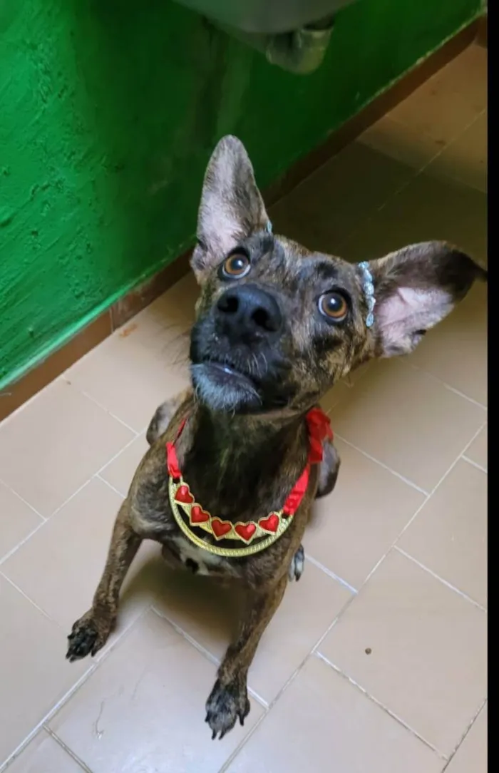 Cachorro ra a Srd  idade 2 anos nome Rachel