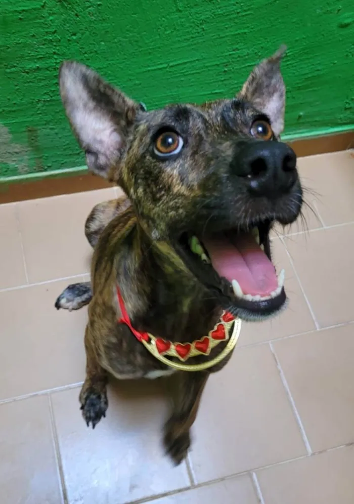 Cachorro ra a Srd  idade 2 anos nome Rachel