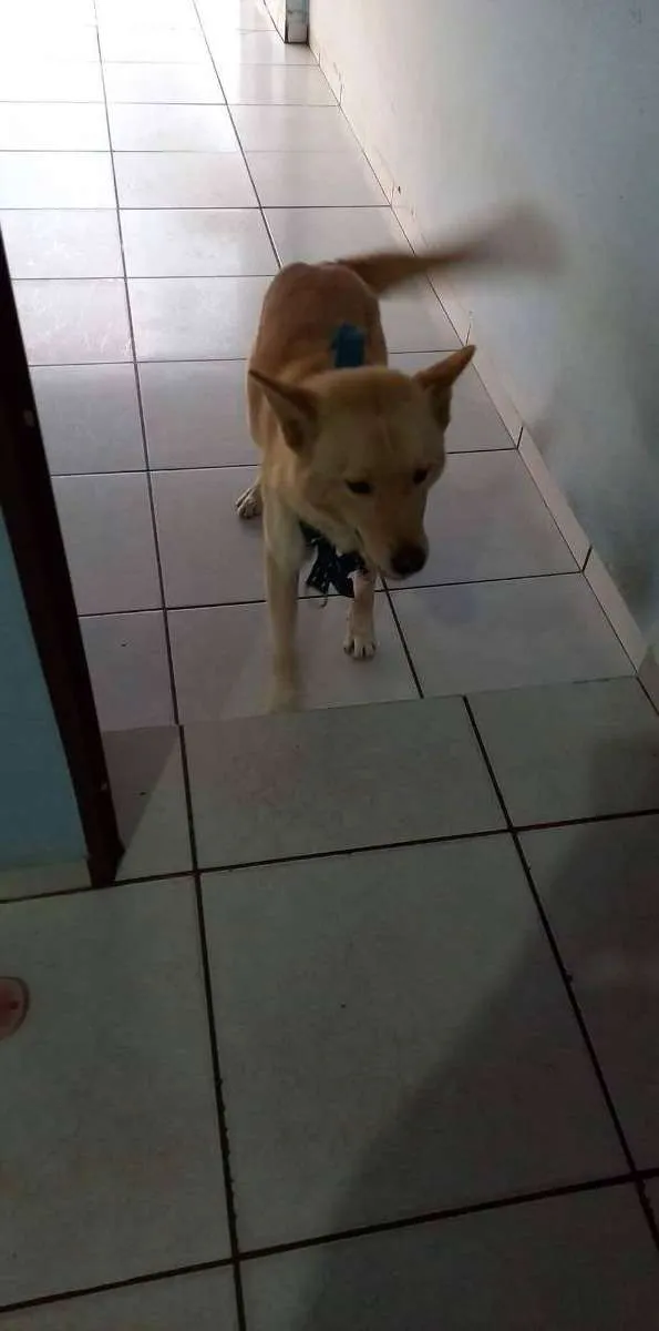 Cachorro raça Pastor alemão  idade 1 ano nome Heitor