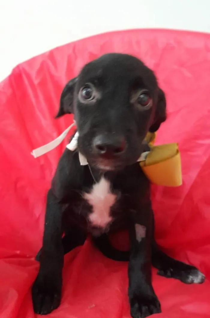 Cachorro ra a Srd idade 2 a 6 meses nome Chanel e Romeu
