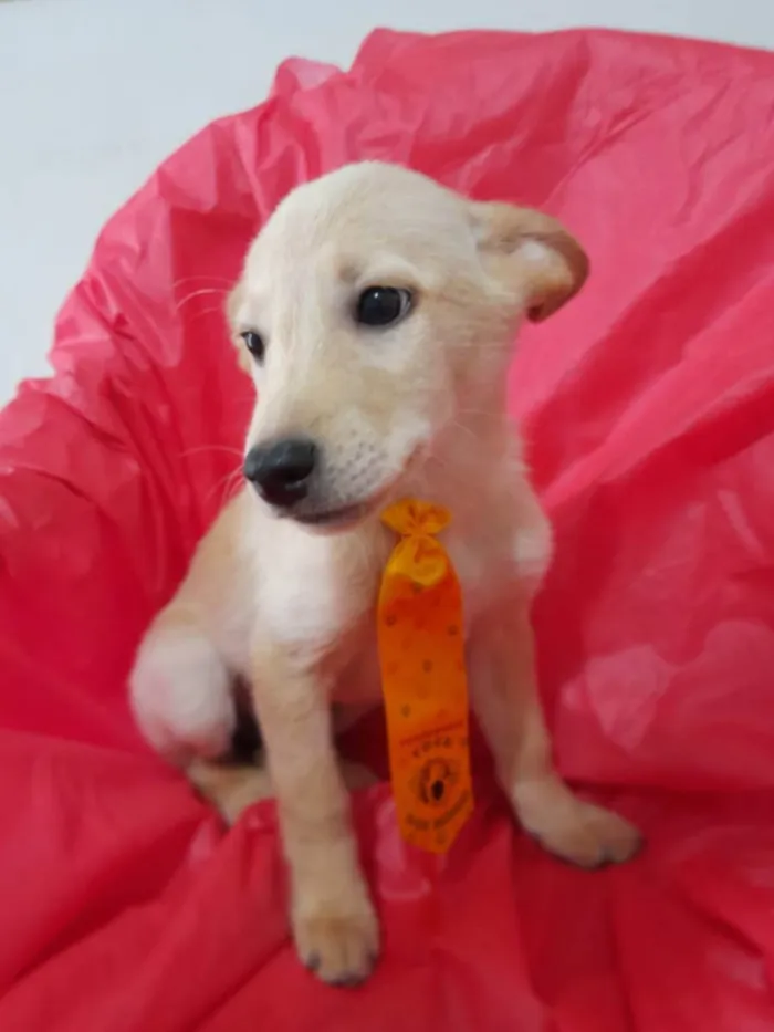 Cachorro ra a Srd idade 2 a 6 meses nome Chanel e Romeu
