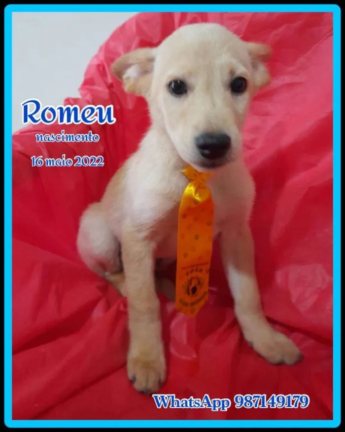 Cachorro ra a Srd idade 2 a 6 meses nome Chanel e Romeu