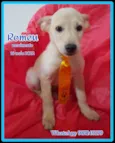 Chanel e Romeu