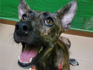 Cachorro raça Srd  idade 2 anos nome Rachel