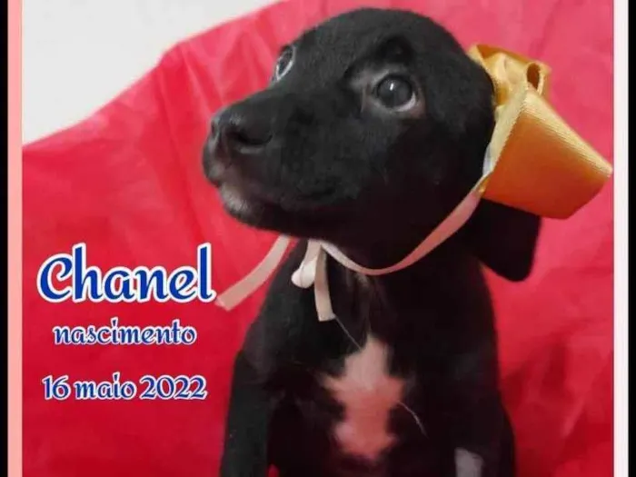 Cachorro ra a Srd idade 2 a 6 meses nome Chanel e Romeu
