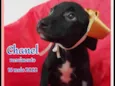 Chanel e Romeu