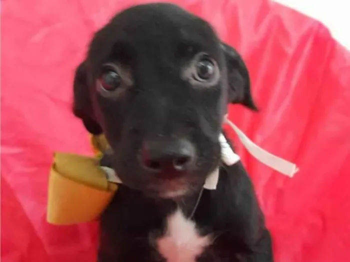 Cachorro ra a Srd idade 2 a 6 meses nome Chanel e Romeu