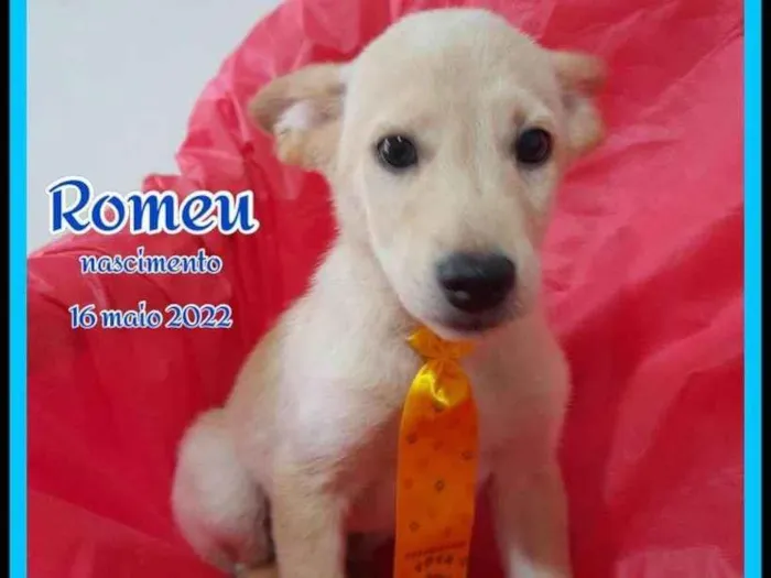 Cachorro ra a Srd idade 2 a 6 meses nome Chanel e Romeu