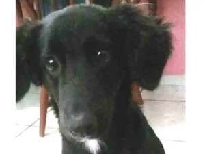 Cachorro raça Indefinida idade 1 ano nome Sabotage