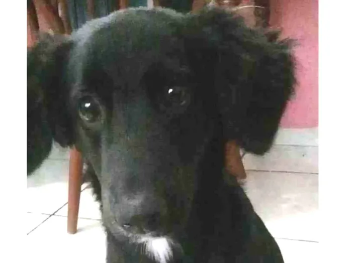 Cachorro ra a Indefinida idade 1 ano nome Sabotage