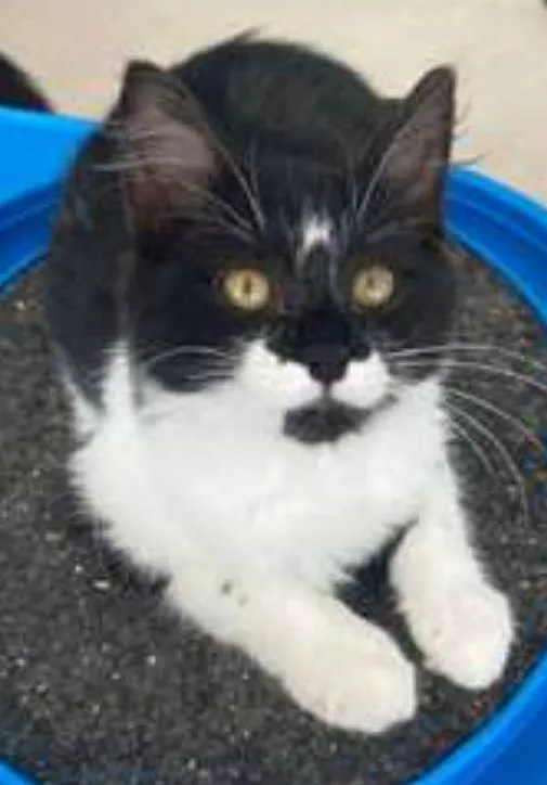 Gato ra a srd frajolinha  idade 2 a 6 meses nome BÁRBARA 