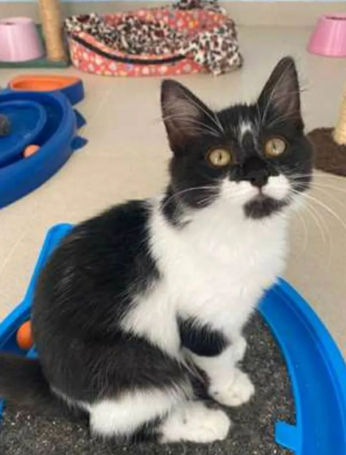 Gato ra a srd frajolinha  idade 2 a 6 meses nome BÁRBARA 
