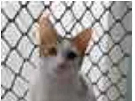 Gato ra a srd idade 7 a 11 meses nome THÉO