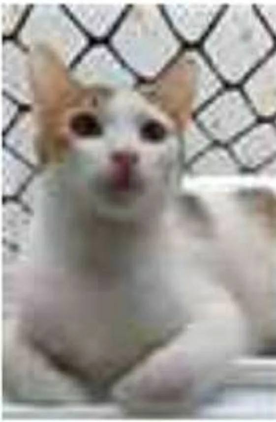 Gato ra a srd bicolor idade 7 a 11 meses nome THÉO