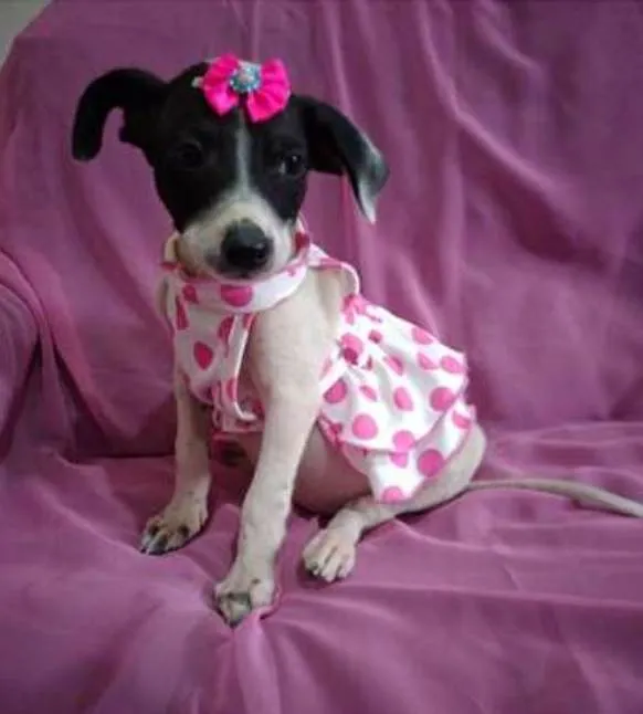 Cachorro ra a srd bicolor idade 7 a 11 meses nome Nina Neném e Nala