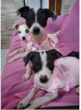 Nina Neném e Nala