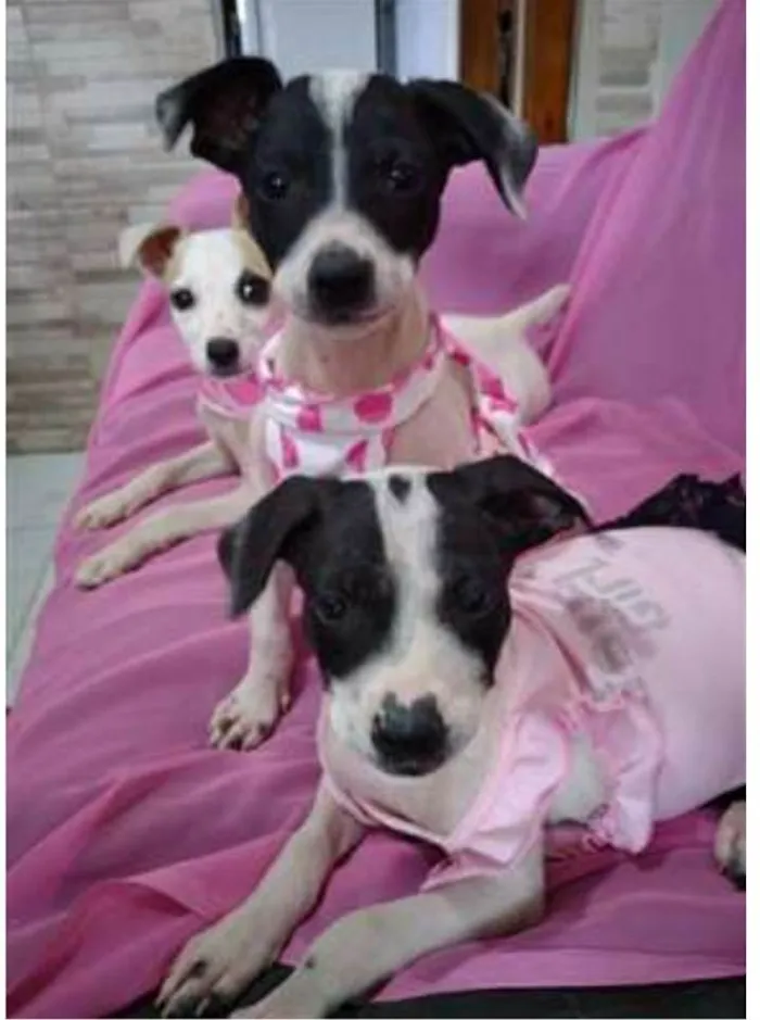 Cachorro ra a srd bicolor idade 7 a 11 meses nome Nina Neném e Nala
