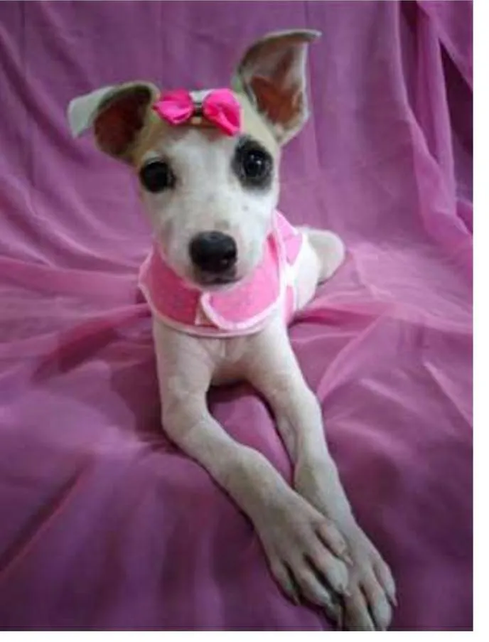 Cachorro ra a srd bicolor idade 7 a 11 meses nome Nina Neném e Nala