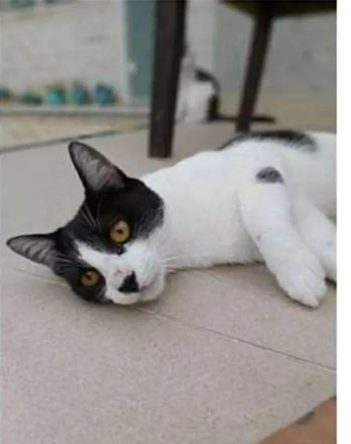 Gato ra a srd frajolinha  idade 1 ano nome MAGGIE