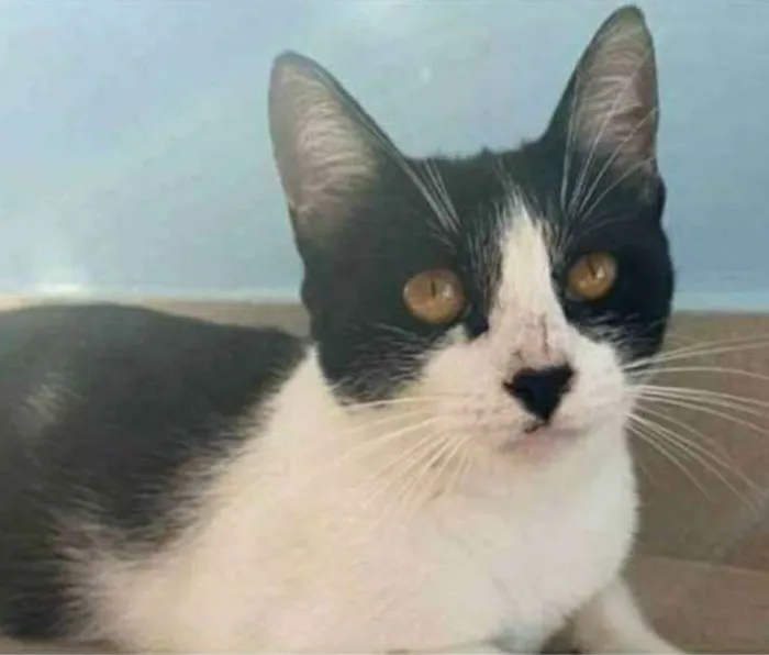 Gato ra a srd frajolinha  idade 1 ano nome MAGGIE