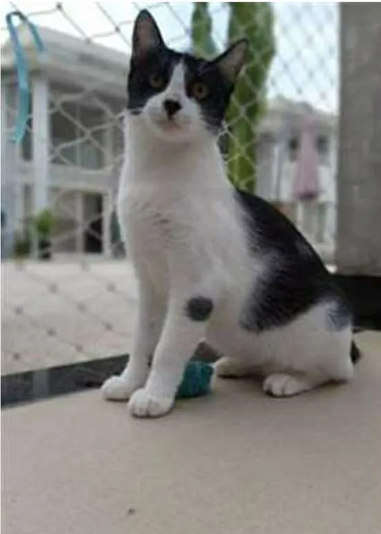 Gato ra a srd frajolinha  idade 1 ano nome MAGGIE