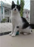 MAGGIE