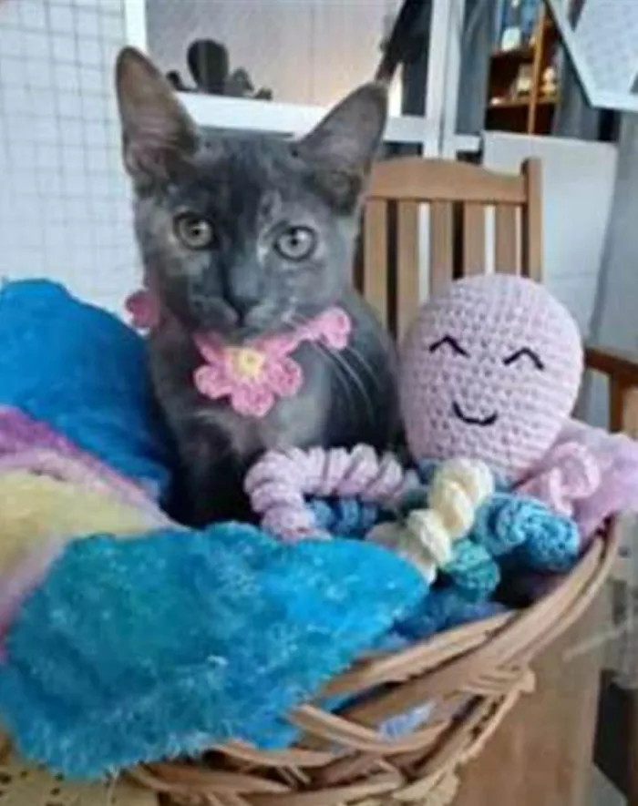 Gato ra a srd bicolor idade 2 a 6 meses nome MARIA