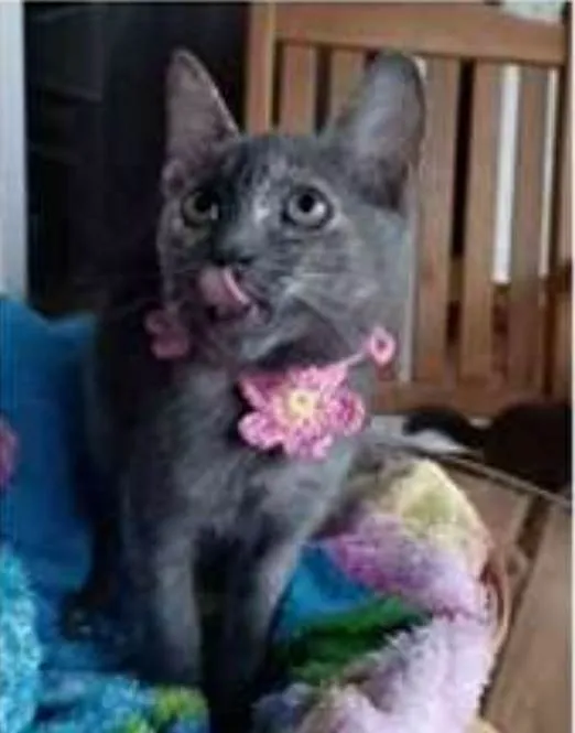 Gato ra a srd bicolor idade 2 a 6 meses nome MARIA
