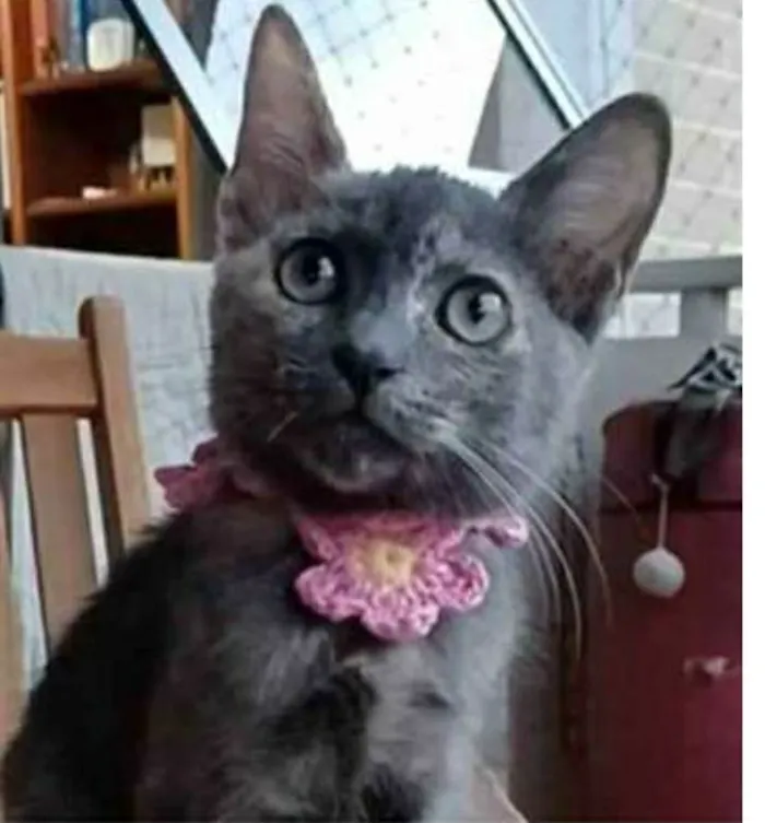 Gato ra a srd bicolor idade 2 a 6 meses nome MARIA