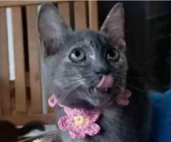 Gato ra a srd bicolor idade 2 a 6 meses nome MARIA