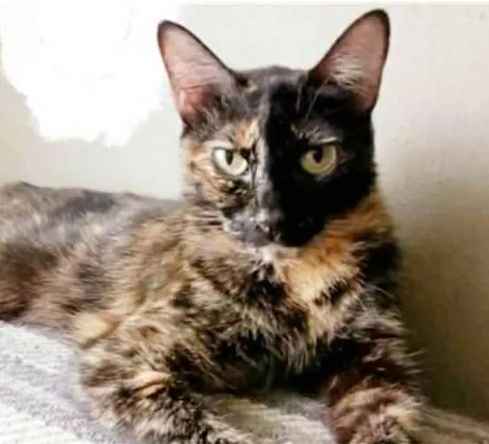 Gato ra a srd escaminha  idade 3 anos nome MAG