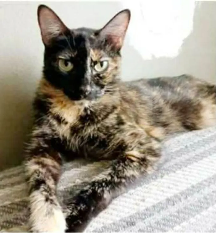 Gato ra a srd escaminha  idade 3 anos nome MAG