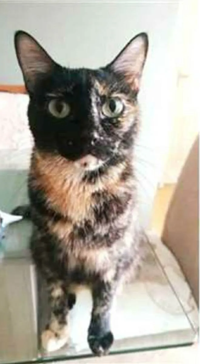 Gato ra a srd escaminha  idade 3 anos nome MAG