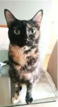 MAG
