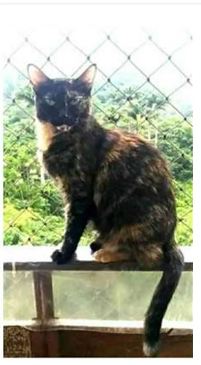 Gato ra a srd escaminha  idade 3 anos nome MAG