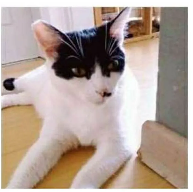 Gato ra a srd bicolor idade 2 anos nome ATHENA